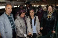 SOLUCAN GÜBRESİ - Tutlu Kadın Çiftçiler Solucan Gübresi Üretiyor