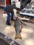TURNA BALIĞI - Botan Çayında 107 Kiloluk Balık Yakalandı