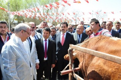 Büyükşehir, Afrika Hastalığının Aşı Kampanyasını Elbistan'dan Başlattı