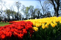 İSTANBUL LALE FESTİVALİ - İstanbul laleleriyle buluştu