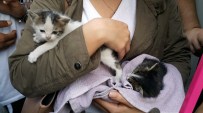 BERGÜZAR KOREL - İtfaiyeden Sıradışı Kedi Kurtarma Operasyonu