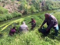SULTAN ÇAYI - Jandarmadan Kurbağa Operasyonu