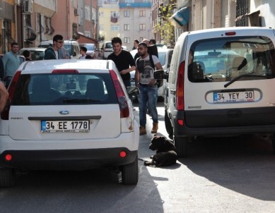 Üsküdar'da Pitbull Dehşeti Açıklaması 3 Yaralı