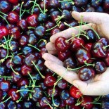 SEBZE ÜRETİMİ - Türkiye Kiraz İhracatında Dünya Liderliğini Hedefliyor