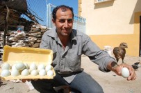 MAVİ YUMURTA - Bu Yumurtaların Tanesi 10 Lira