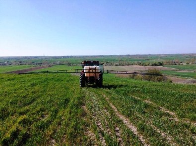 Buğday Tarlasında Yabani Otla Mücadele Çalışması