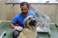 Çankaya Belediyesi'nden Sokak Hayvanlarına Hem Tedavi Hem Sıcak Yuva