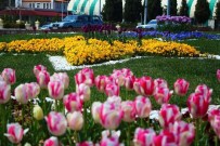 BEYOBASı - Ortaca, Dalaman Ve Köyceğiz'de Çiçek Üretimi 3 Milyona Ulaştı