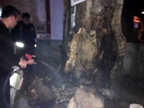 SİGARA İZMARİTİ - Asırlık Çınar Yanmaktan Son Anda Kurtarıldı