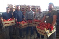 Mersin'den Irak'a Domates İhracatı Başladı