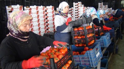 Mersin'den Irak'a Günde 250 Ton Domates İhracatı