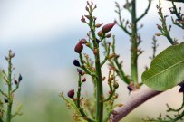 TİLLO - Fıstığı Dolu Vurdu