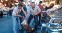 BALIK PAZARI - Balıkçıların ağına köpek balığı takıldı