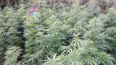 Jandarmadan Tarlada Uyuşturucu Operasyonu