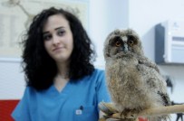 SEVIMLI HAYVANLAR - Yavru Baykuş Şefkatli Ellere Düştü