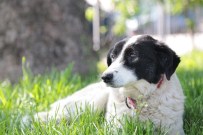 SOKAK KÖPEĞİ - Sokak Köpeği 'Miskin'e Meme Kanseri Operasyonu