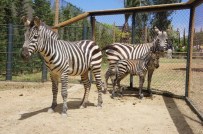 HAYVANLAR ALEMİ - Zebra Ailesi Genişledi