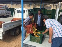 Mut'ta Iskarta Kayısının Kilosu 50 Kuruş