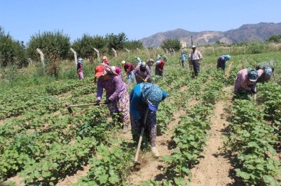 Pamuk Üreticisi Girdi Maliyetlerinden Dertli