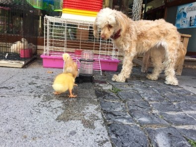 Yavru Ördekler İle Köpeğin Dostluğu