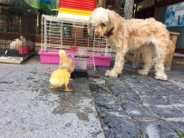 PETSHOP - Yavru Ördekler İle Köpeğin Dostluğu