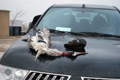 Batman'da Kaçak Avlananlara Ceza Yağdı