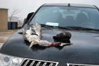 Batman'da Kaçak Avlananlara Ceza Yağdı