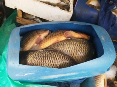 Jandarma 500 Kilo Kaçak Sazan Ele Geçirdi