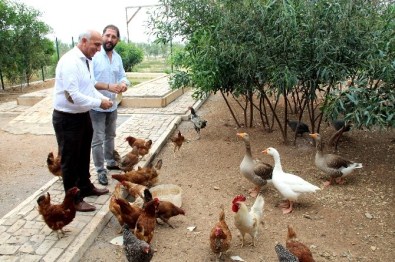 Mersin-Tarsus Organize Sanayi Bölgesi'nde Hayvan Çiftliği