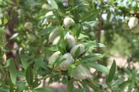 OMEGA - Ziraat Fakültesinde Badem Ve Ceviz Üretimi