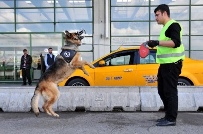 K-9 Köpekleri, AŞTİ'nin Göz Bebeği Oldu