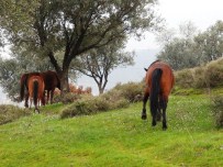 OKSİJEN KAYNAĞI - Spil Milli Parkı Projesi Manisa'yı Cazibe Merkezi Yapacak