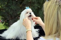 Eskişehir'de Köpekler Birincilik İçin Yarışıyor