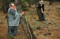 NIHAT ÖZTÜRK - Halk Ağaçlara Sarıldı