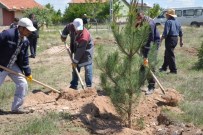 Gesi'li Hamdi Akdoğan'ın Anısına 250 Adet Çam Fidanı Toprak İle Buluştu