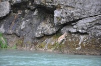 MUNZUR VADİSİ - Kıyıda Mahsur Kalan Keçiyi Dalgıçlar Kurtardı