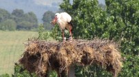 KOCABAŞ - Yavru Leylekler Yumurtadan Çıktı