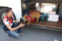 NURI ŞAHIN - Bodrum Jandarması Suçlulara Göz Açtırmıyor