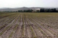 PANCAR EKİCİLERİ KOOPERATİFİ - Danelik Mısır Tarımına Kayseri Şeker Desteği