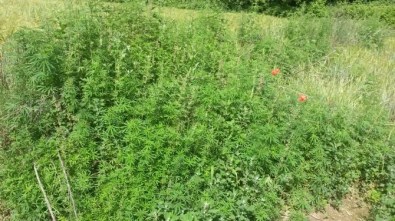 Edirne'de 450 Bin Kök Kenevir Ele Geçirildi