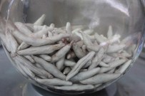 KENGER SAKIZI - Kenger Sakızı Satılmaya Başlandı