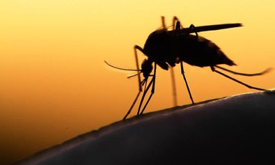 Avrupa'ya Zika Virüsü uyarısı