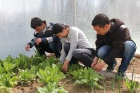 SEBZE ÜRETİMİ - Engelliler, Sera Ürünleri Yetiştiriyor