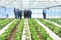 SÜLEYMAN KAHRAMAN - Hükümlüler Meyve Ve Sebze Üretiyor