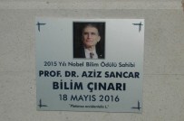 ÇINAR AĞACI - Prof. Dr Sancar'a 'Üstün Bilim İnsanı Ödülü'