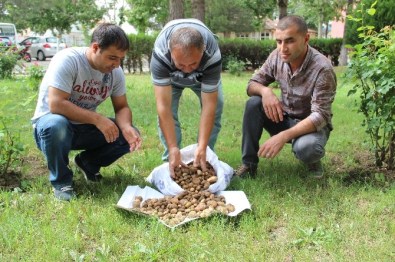 Salep Bitkisi Toplayanlara Rekor Ceza