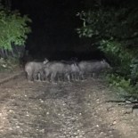 İLGİNÇ GÖRÜNTÜ - Yaban Domuzları Mahalleyi Kuşattılar