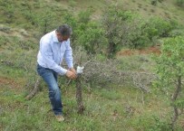 HÜSEYİN ÇELİK - Yaban Hayvanlarının Doğal Ortamları Destekleniyor