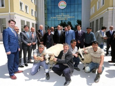 Amasya'da 60 Koç Dağıtıldı