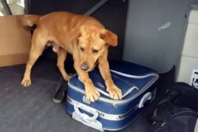 Narkotik Köpekleri 15 Kilo Esrar Buldu